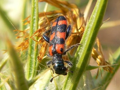 COLEOTTERI NEL FORUM - Famiglia Cleridae